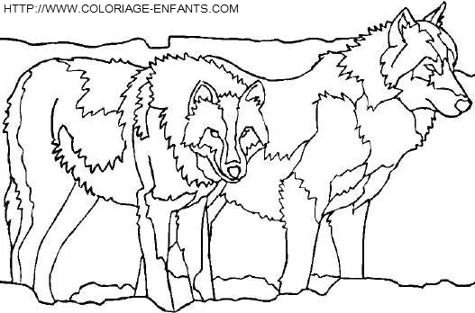 Wolves coloring