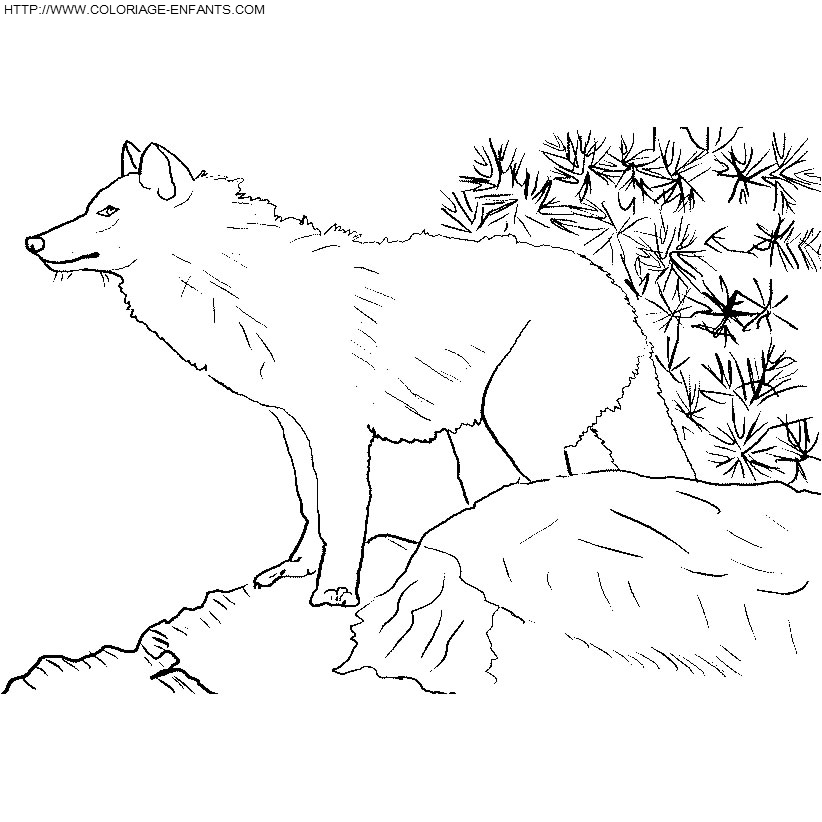 Wolves coloring
