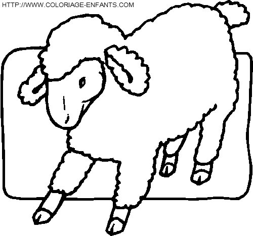 Sheep coloring