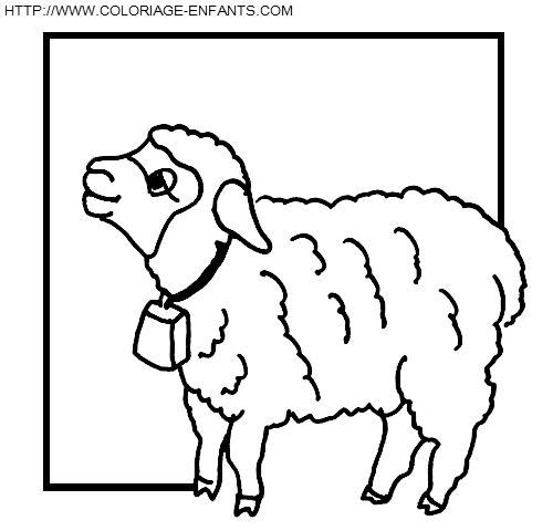 Sheep coloring