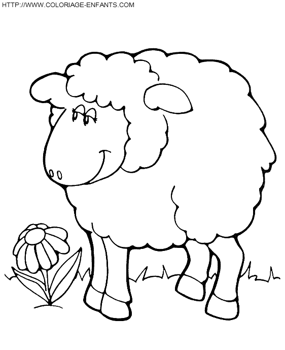 Sheep coloring