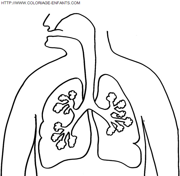 Human Body coloring