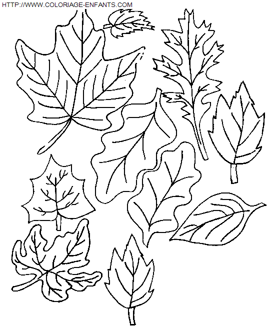 Leaves coloring