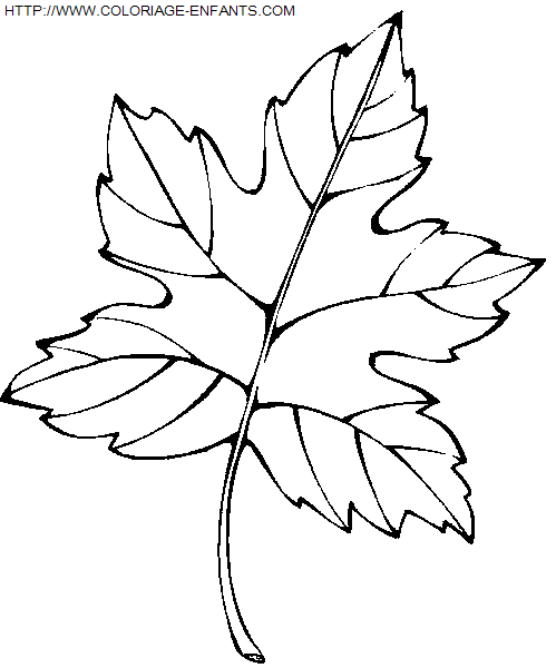 Leaves coloring