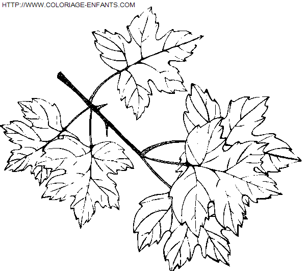 Leaves coloring