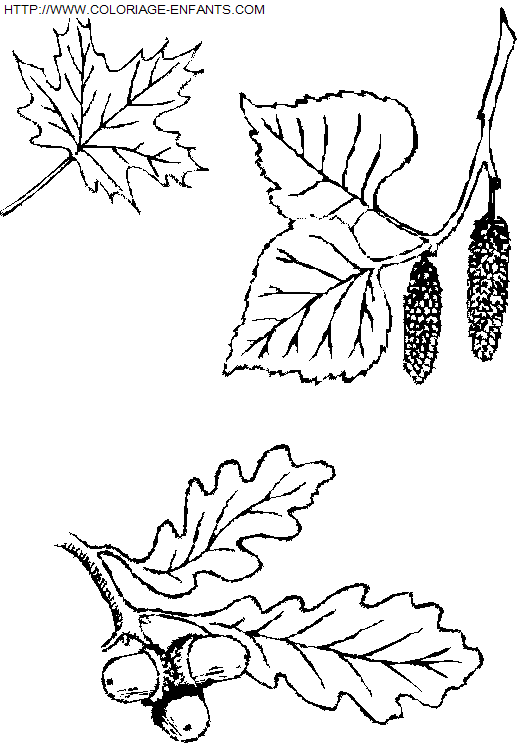 Leaves coloring