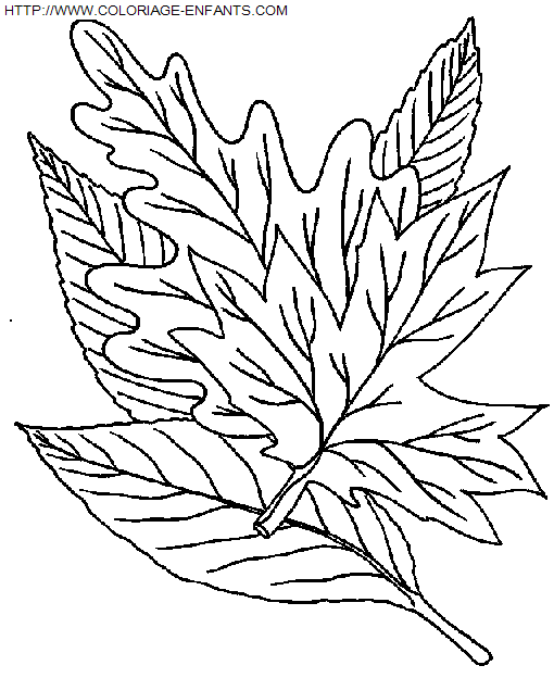 Leaves coloring