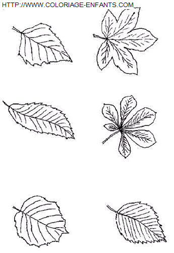 Leaves coloring