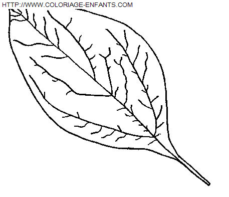 Leaves coloring