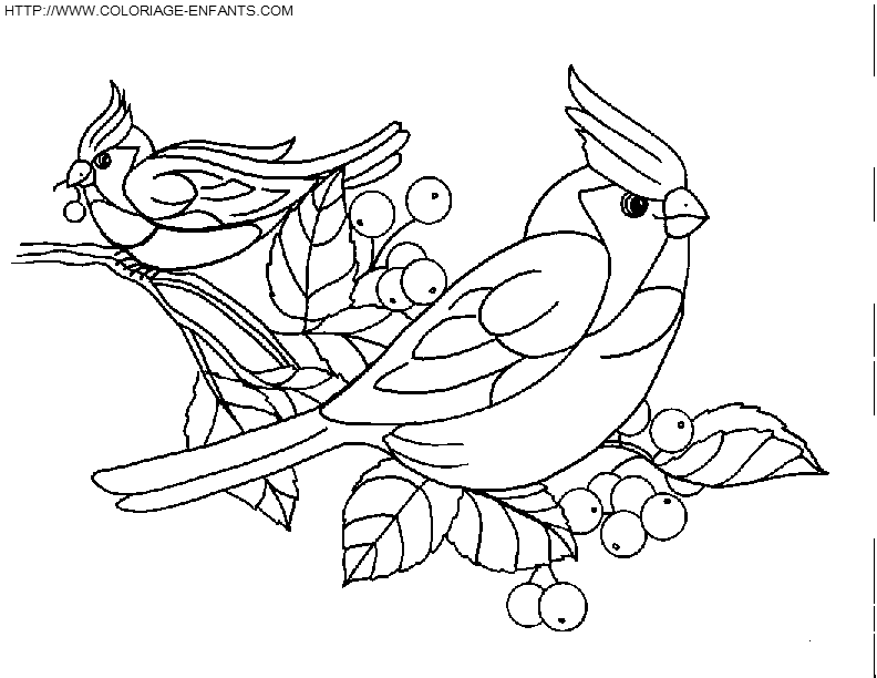 Birds coloring