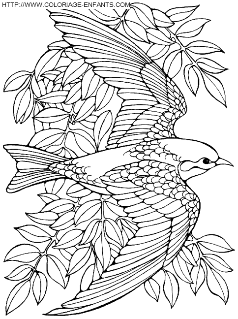 Birds coloring