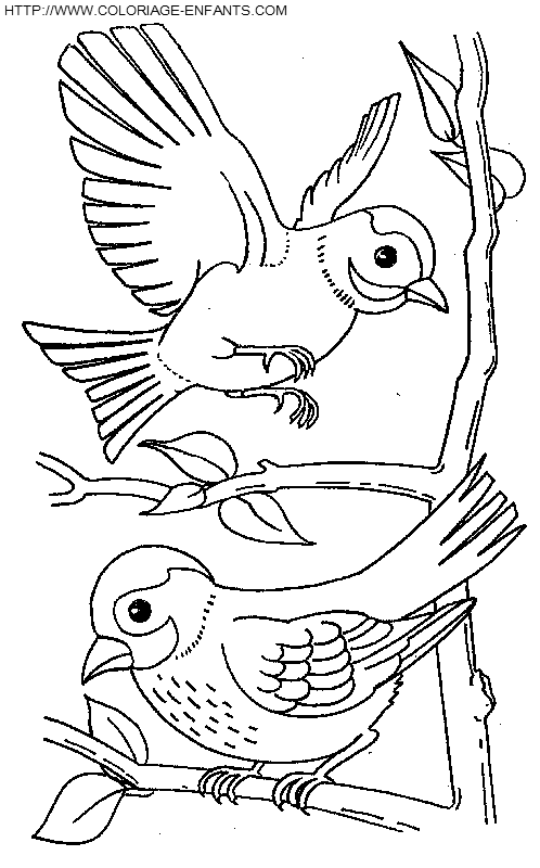 Birds coloring