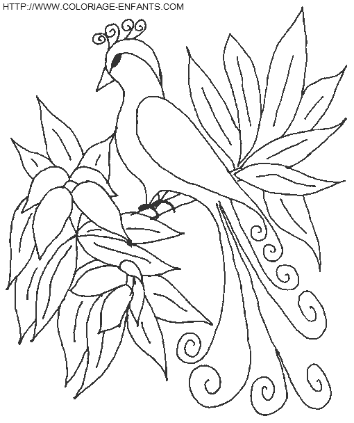 Birds coloring