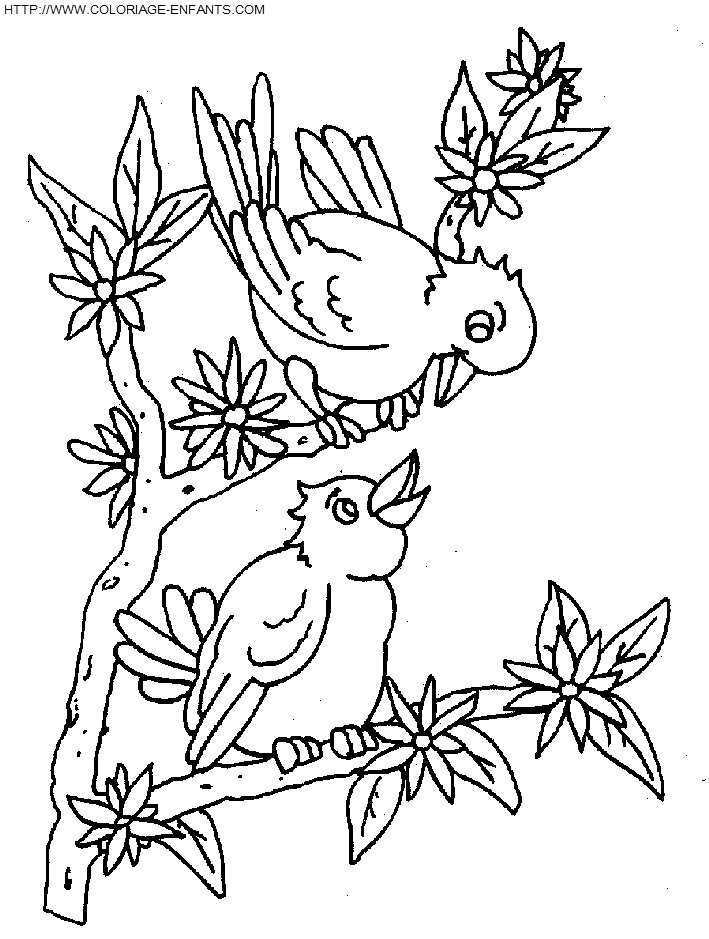 Birds coloring