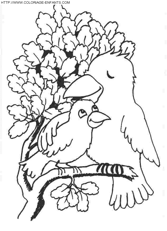 Birds coloring