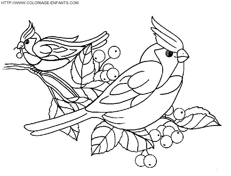 Birds coloring