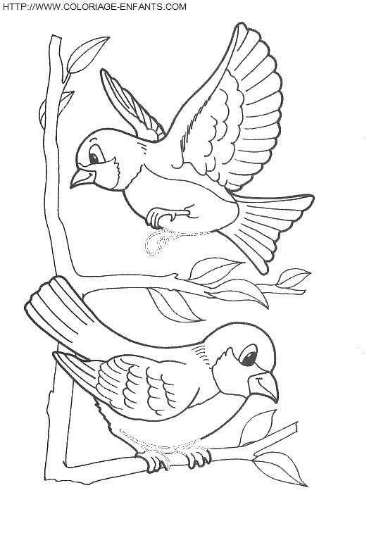 Birds coloring