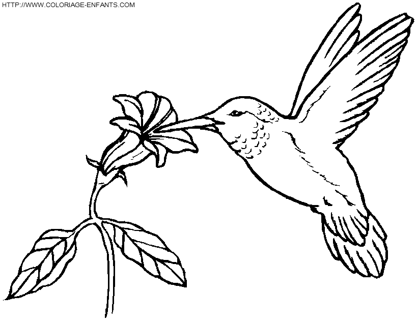 Birds coloring