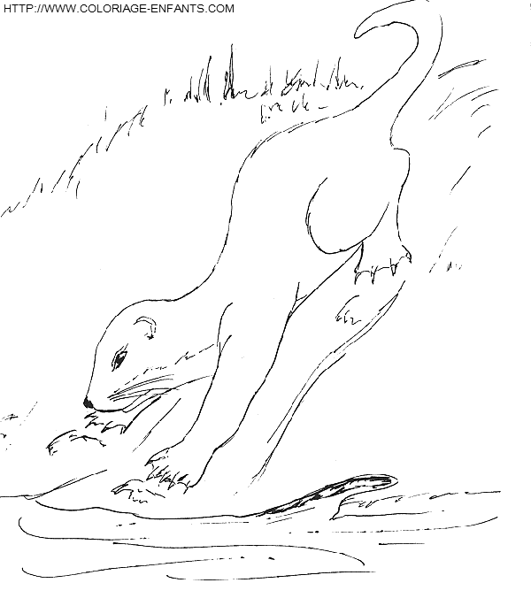 Otters coloring