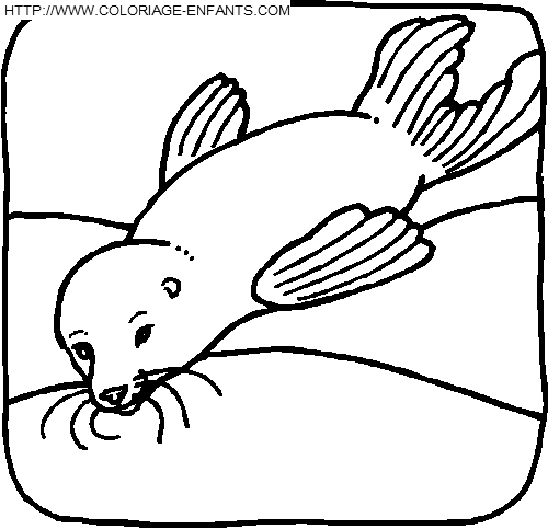 Otters coloring