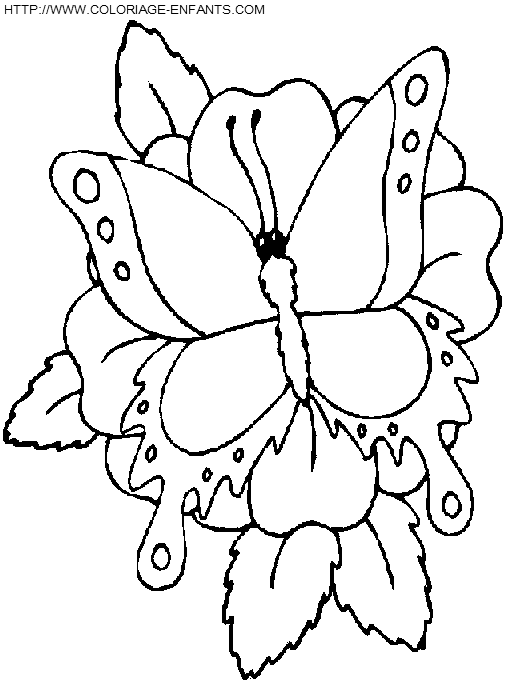 Butterflies coloring