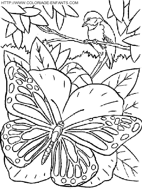 Butterflies coloring