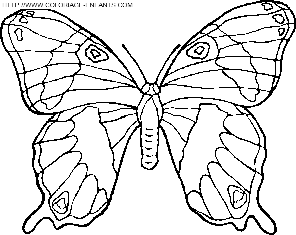 Butterflies coloring