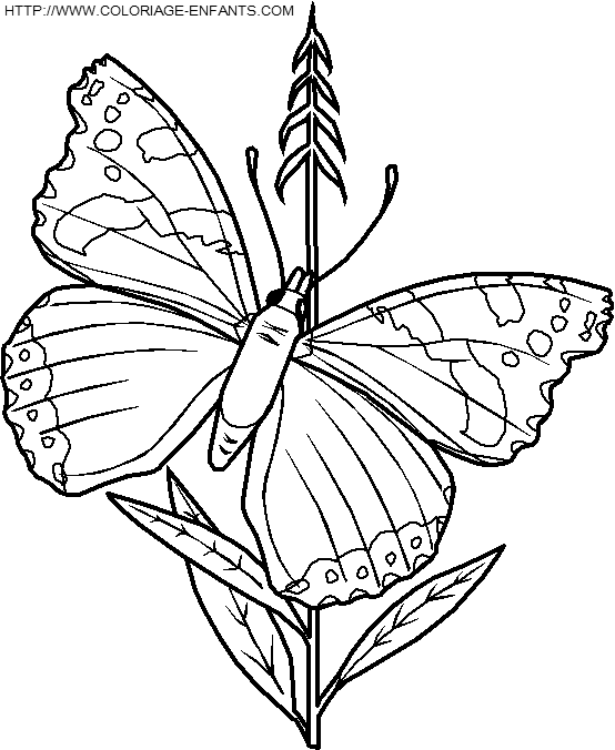 Butterflies coloring