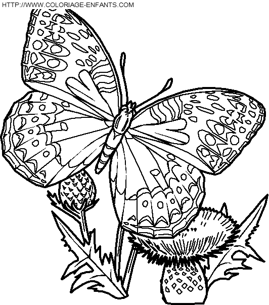 Butterflies coloring