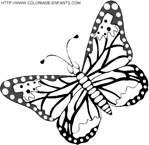 Butterflies coloring