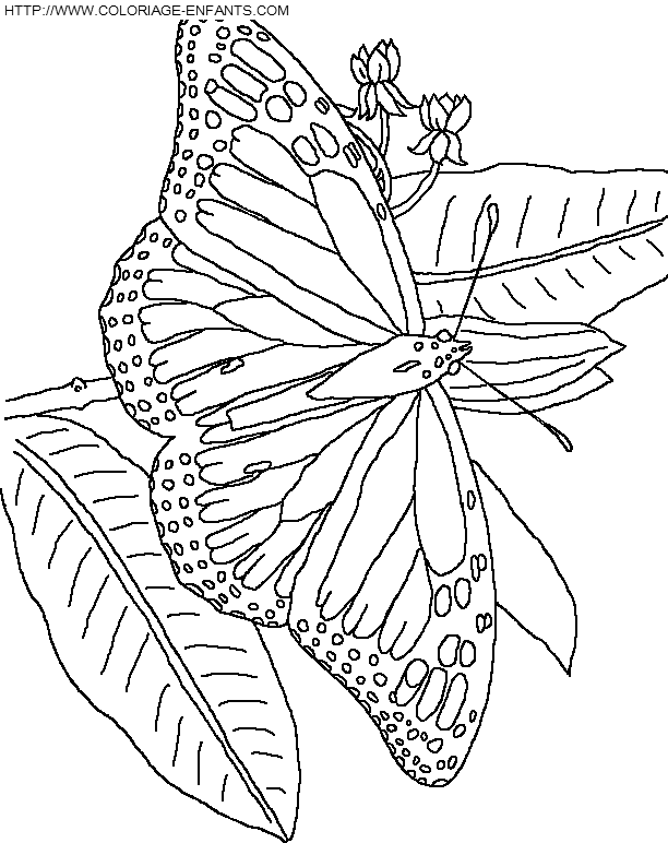 Butterflies coloring