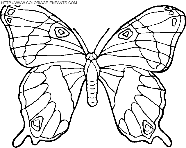 Butterflies coloring