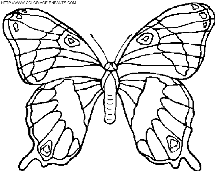 Butterflies coloring