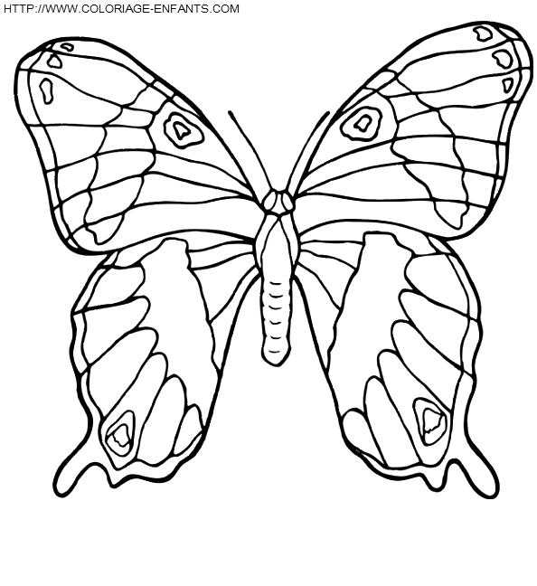 Butterflies coloring