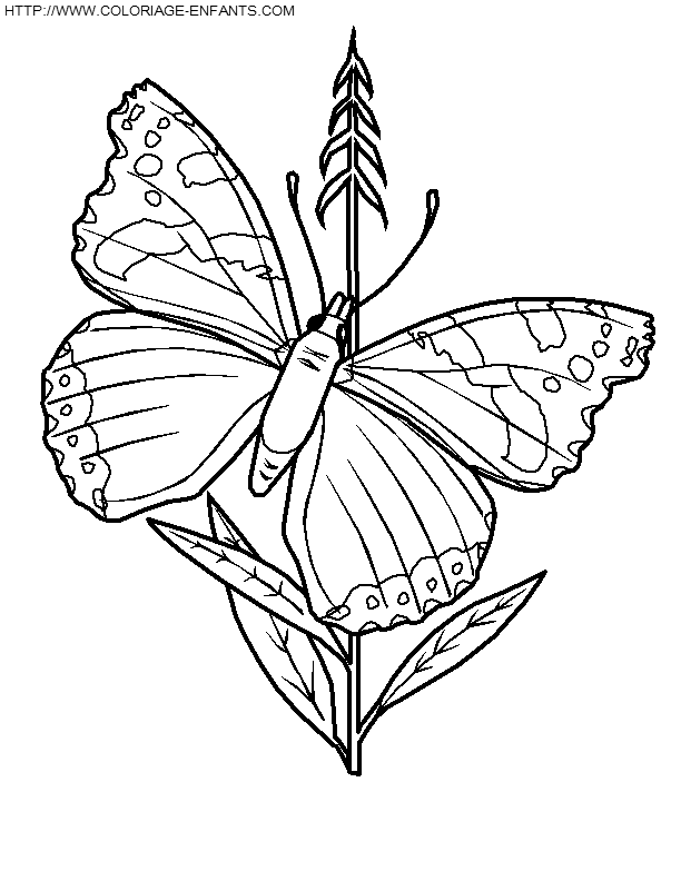 Butterflies coloring