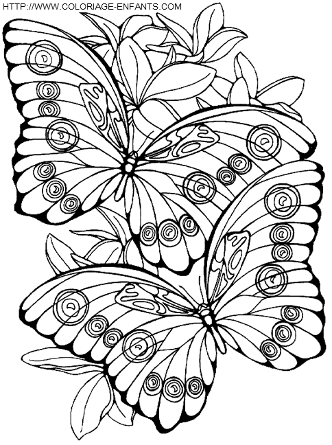 Butterflies coloring