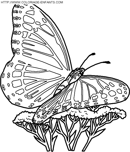 Butterflies coloring