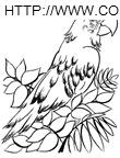 Parrots coloring