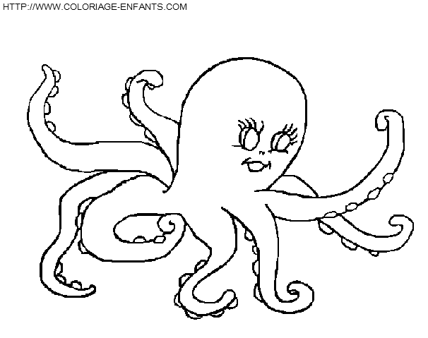 Octopus coloring