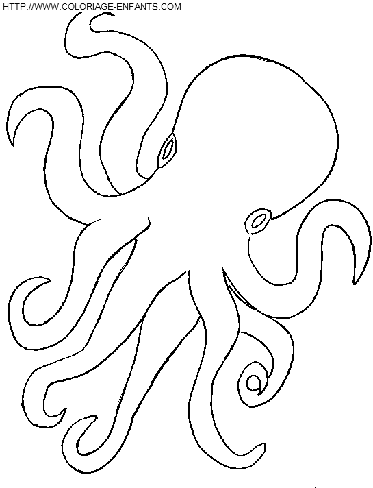 Octopus coloring