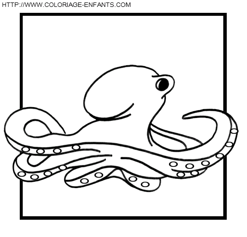 Octopus coloring