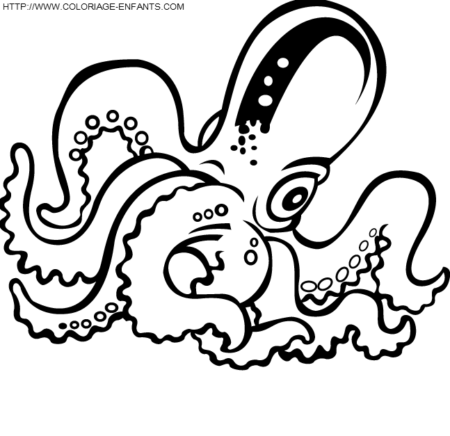 Octopus coloring