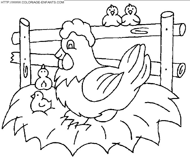 Hens coloring