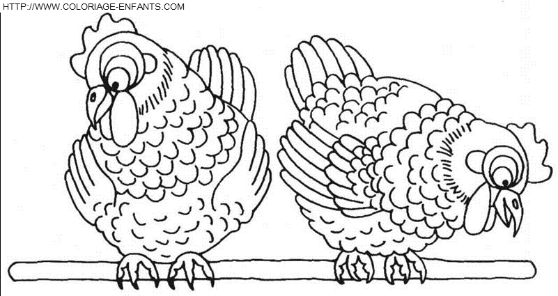 Hens coloring