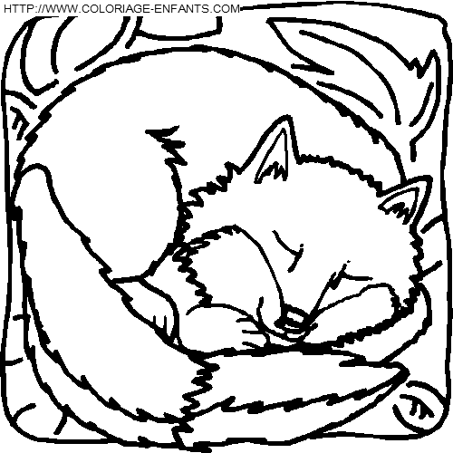 Foxes coloring