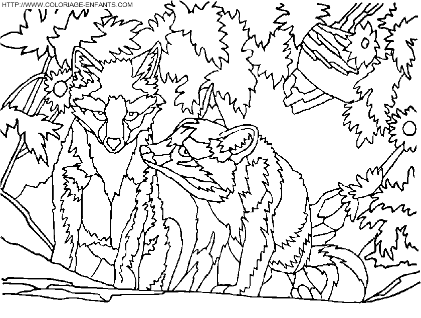 Foxes coloring