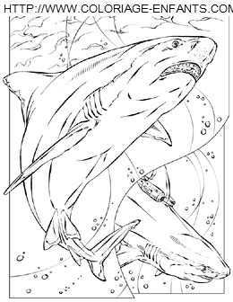 Shark coloring