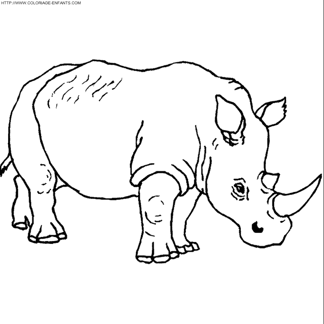 Rhinoceros coloring