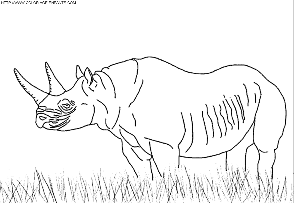 Rhinoceros coloring