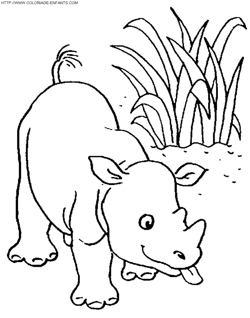 Rhinoceros coloring